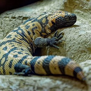 Banded Gila Monster / Hamerton / 25-11-21