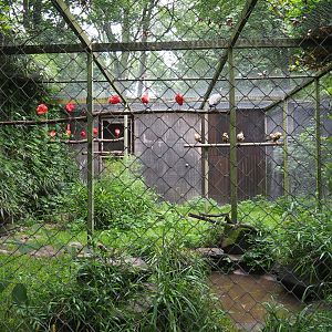 Black-faced ibis and Scarlet ibis aviary, 2021-07-03