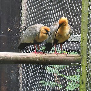 Black-faced ibises (Theristicus melanopis), 2021-07-03