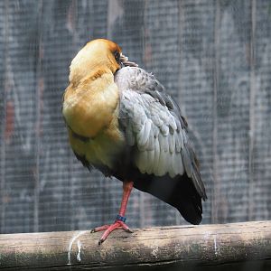 Black-faced ibis (Theristicus melanopis), 2021-07-03