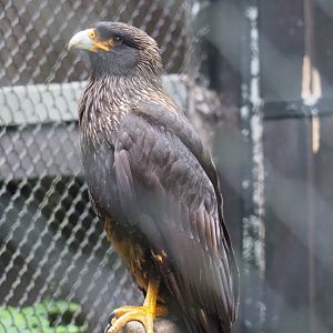 Striated caracara (Phalcoboenus australis), 2021-07-03