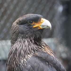 Striated caracara (Phalcoboenus australis), 2021-07-03