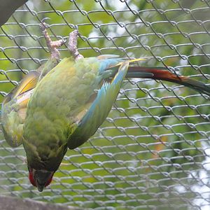 Mexican military macaw (Ara militaris mexicana), 2021-07-03