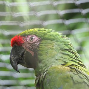 Mexican military macaw (Ara militaris mexicana), 2021-07-03