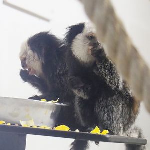 Geoffroy's marmosets (Callithrix geoffroyi), 2021-07-03