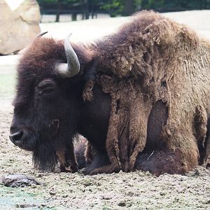 American plains bison (Bison bison bison), 2021-07-03