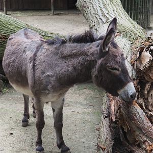 Domestic miniature donkey (Equus africanus asinus), 2021-07-03