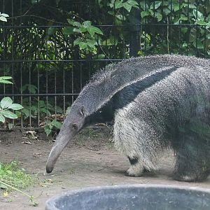 Giant anteater (Myrmecophaga tridactyla), 2021-07-03
