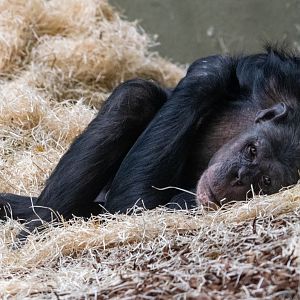 Twycross Chimpanzee - Can Anyone Identify?