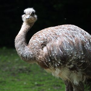 Darwin's rhea (Rhea pennata), 2021-07-03