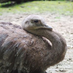 Darwin's rhea (Rhea pennata), 2021-07-03