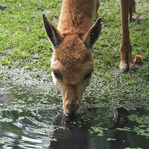 Drinking Vicuña (Vicugna vicugna), 2021-07-03