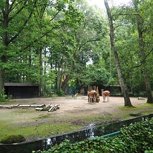 Capybara and Guanaco paddock (Former Alpaca paddock connected to capybara exhibit), 2021-07-03