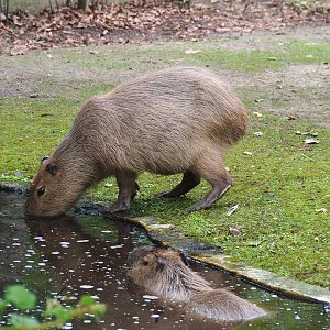 Capybaras (Hydrochoerus hydrochaeris), 2021-07-03