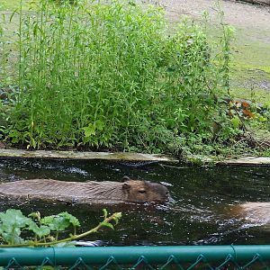 Capybaras (Hydrochoerus hydrochaeris) swimming in exhibit moat, 2021-07-03