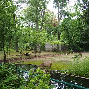Capybara and Guanaco paddock (Former Alpaca paddock connected to capybara exhibit), 2021-07-03