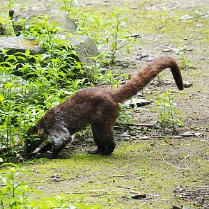 White-nosed coati (Nasua narica), 2021-07-03