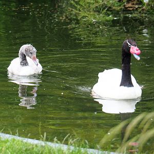 Black-necked swan (Cygnus melancoryphus) with juvenile, 2021-07-03