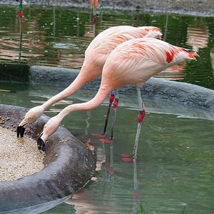 Chilean flamingos (Phoenicopterus chilensis), 2021-07-03