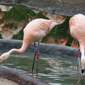 Chilean flamingos (Phoenicopterus chilensis), 2021-07-03
