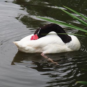 Black-necked swan (Cygnus melancoryphus), 2021-07-03