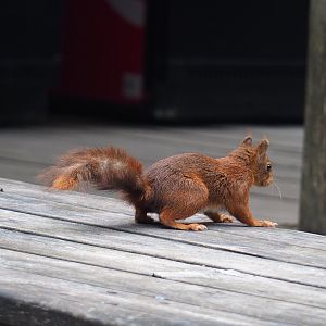 Wild Eurasian red squirrel (Sciurus vulgaris), 2021-07-03