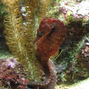 Lined Seahorse at Shedd Aquarium