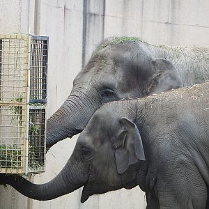 Asian elephants (Elephas maximus), 2021-07-03