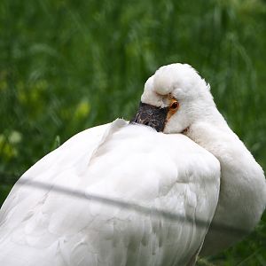 Eurasian spoonbill (Platalea leucorodia), 2021-07-03