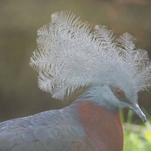 Sclater`s crowned-pigeon (Goura sclateri), 2021-07-03