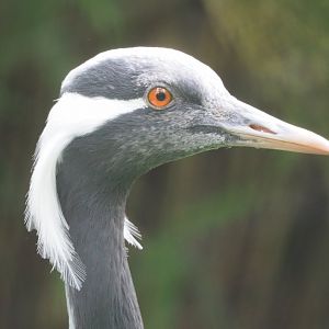 Demoiselle crane (Anthropoides virgo), 2021-07-03