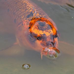 Koi (Cyprinus rubrofuscus), 2021-07-03