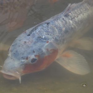 Koi (Cyprinus rubrofuscus), 2021-07-03