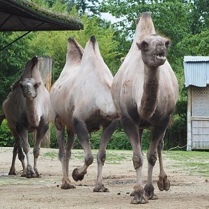 Bactrian camels (Camelus bactrianus), 2021-07-03