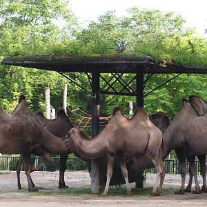 Bactrian camel feeding station, 2021-07-20