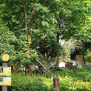 Nepalese red panda and Reeves's muntjac exhibit, 2021-07-20