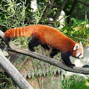 Nepalese red panda (Ailurus fulgens), 2021-07-20