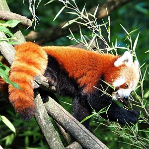 Nepalese red panda (Ailurus fulgens), 2021-07-20