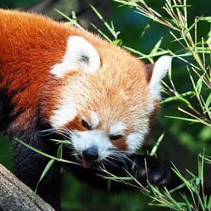 Nepalese red panda (Ailurus fulgens), 2021-07-20