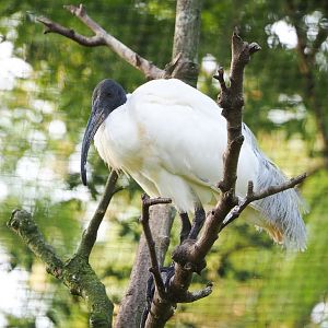 Black-headed ibis (Threskiornis melanocephalus), 2021-07-20
