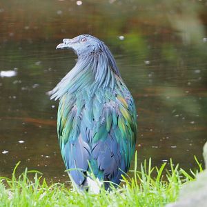 Nicobar pigeon (Caloenas nicobarica), 2021-07-20