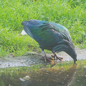 Nicobar pigeon (Caloenas nicobarica), 2021-07-20