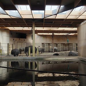 Indoor Asian elephant pool and indoor exhibit, 2021-07-20