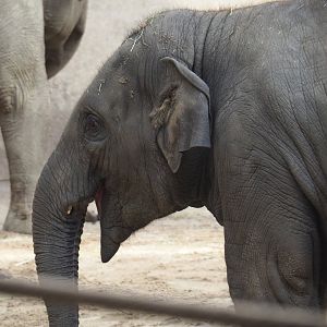 Juvenile Asian elephant (Elephas maximus), 2021-07-20