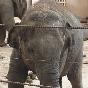 Juvenile Asian elephant (Elephas maximus), 2021-07-20