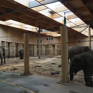 Indoor Asian elephant paddock, 2021-07-20