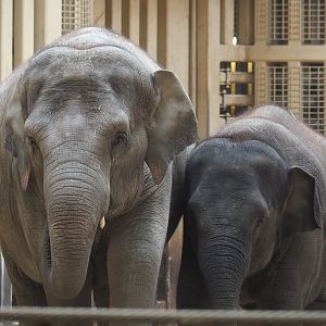 Asian elephants (Elephas maximus), 2021-07-20