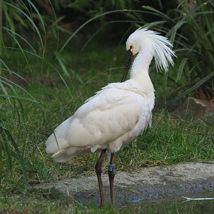 Eurasian spoonbill (Platalea leucorodia), 2021-07-20