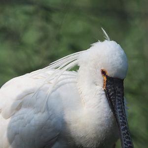 Eurasian spoonbill (Platalea leucorodia), 2021-07-20