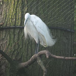 Little egret (Egretta garzetta garzetta), 2021-07-20